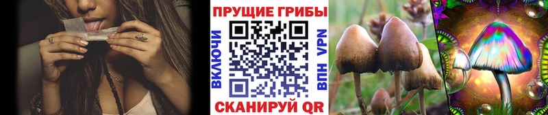 Купить где  Верея  Псилоцибиновые грибы MAGIC MUSHROOMS 